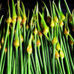 Garlic scapes pic