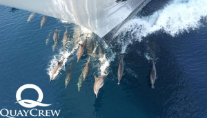 Quay Crew Dolphins