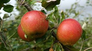 October Market Report Apples