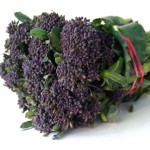 Broccoli Purple Sprouting UK (7)