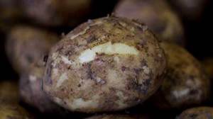 TP June MR - Potatoes