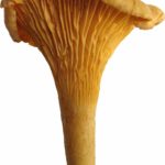 Mushrooms Girolle (1)
