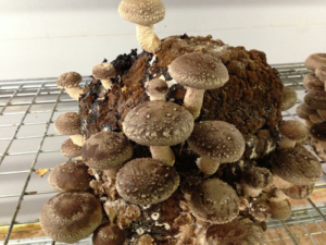 forest-fungi-mushrooms-1