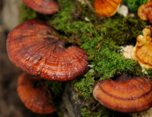 forest-fungi-mushrooms-2