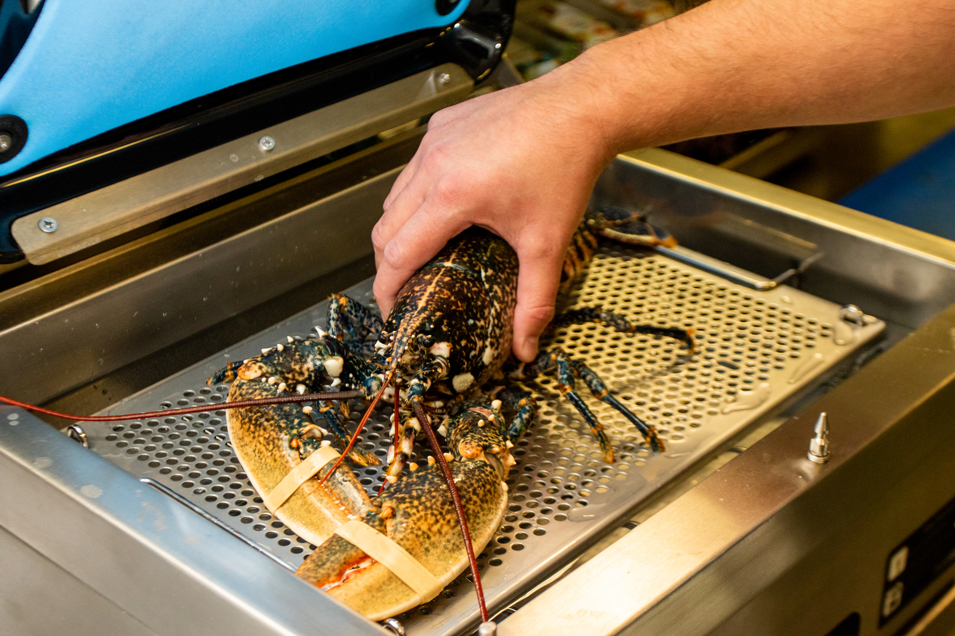 Crustastun | Humane Lobster & Crab | The Chefs' Forum