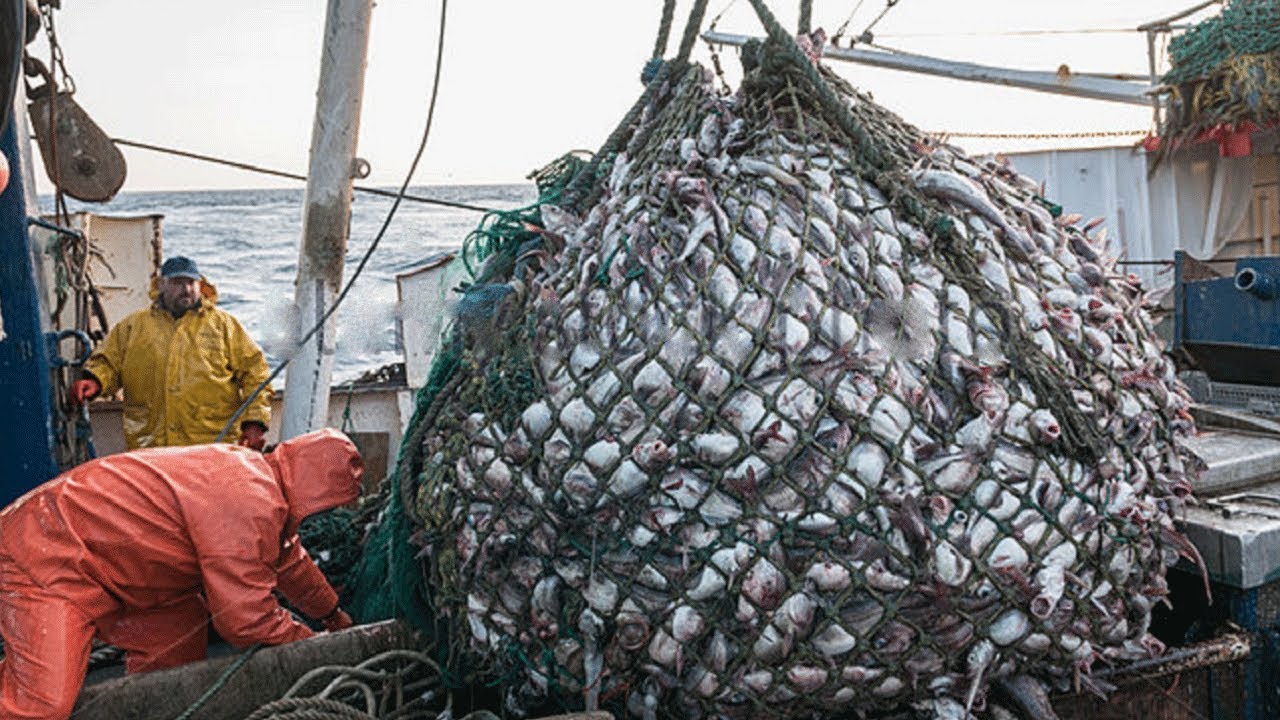 Seafish Report | Record Fish Sales | The Chefs' Forum